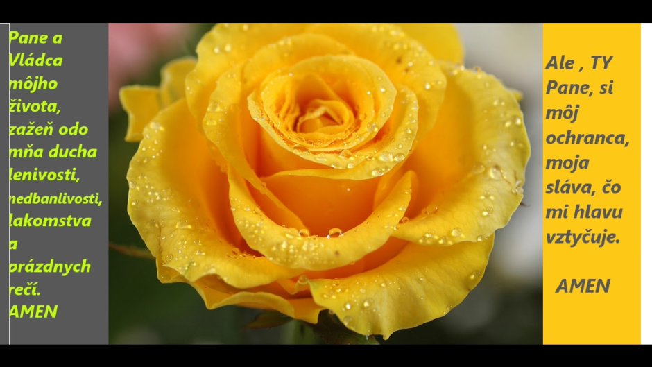 Желтые розы Фортуна