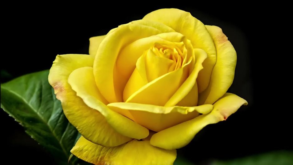 Желтая роза Техаса