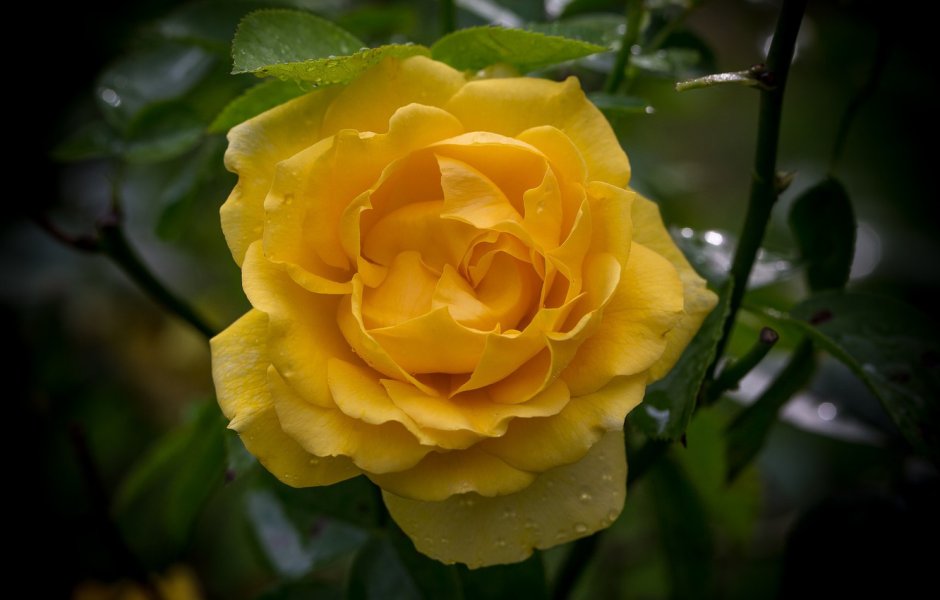 Роза желтая магия