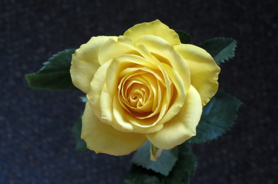 Ремонтантные желтые розы