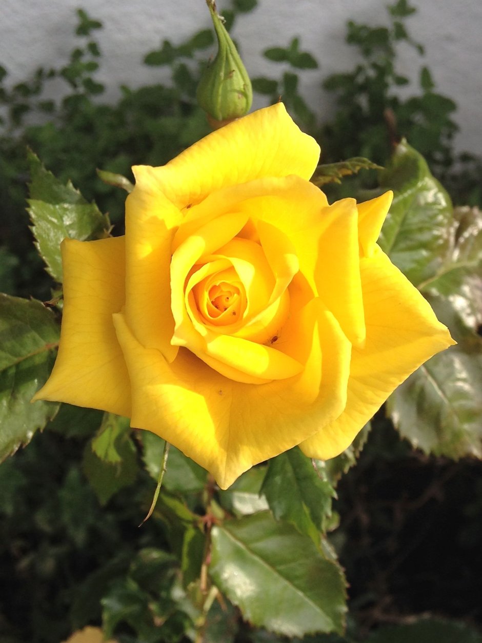 Роза желтая фрезия