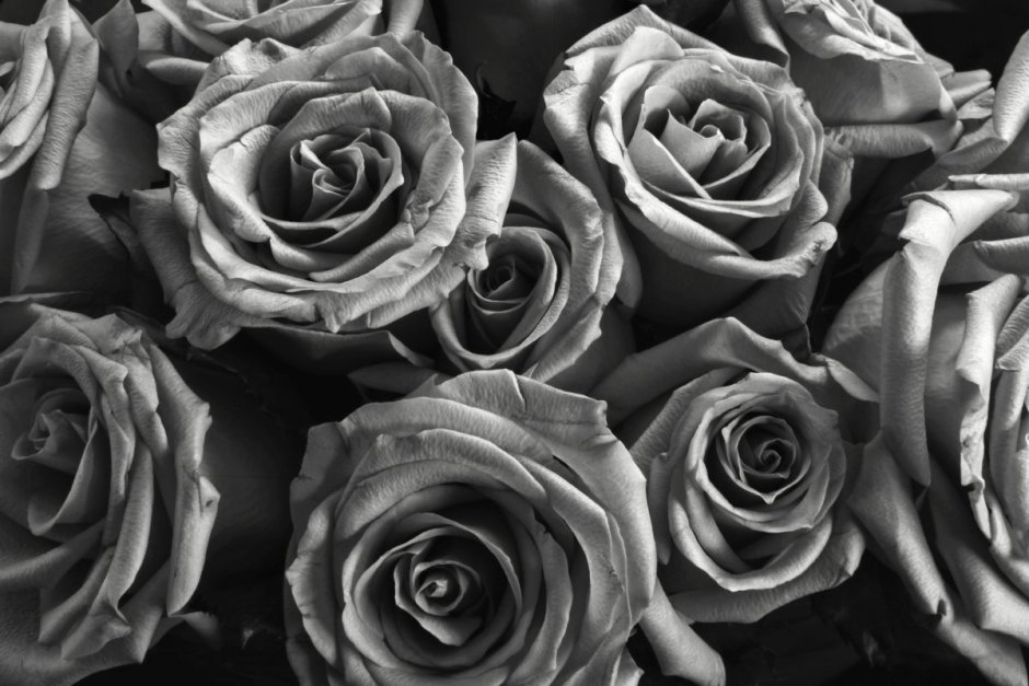 Роза черно белая