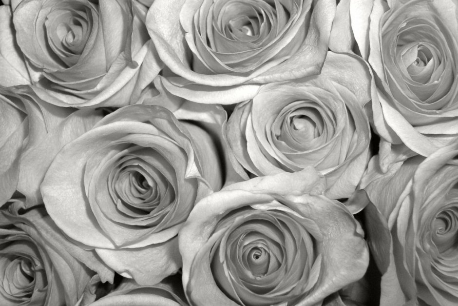 Белые розы на сером фоне