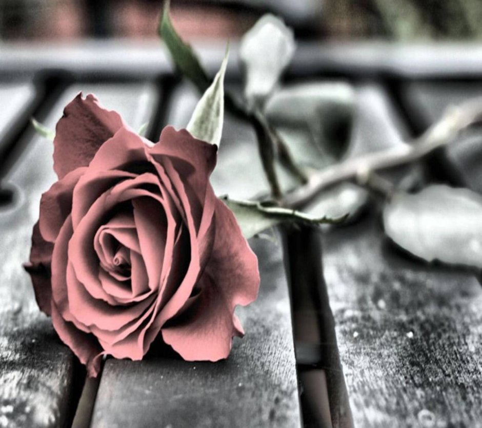 Поломанная роза