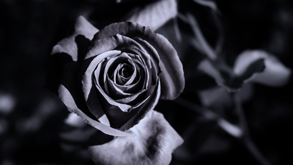 Темно серая роза