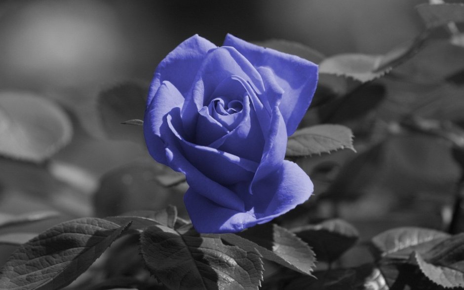 Серо голубая роза
