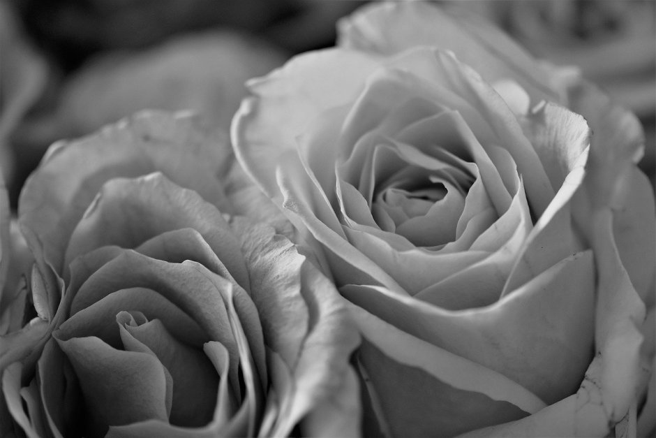 Чёрно белое фото розы 10 15