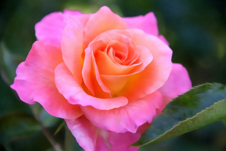 Роза Каталина розовая