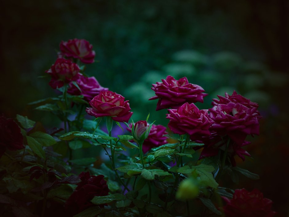 Сад ночью цветы