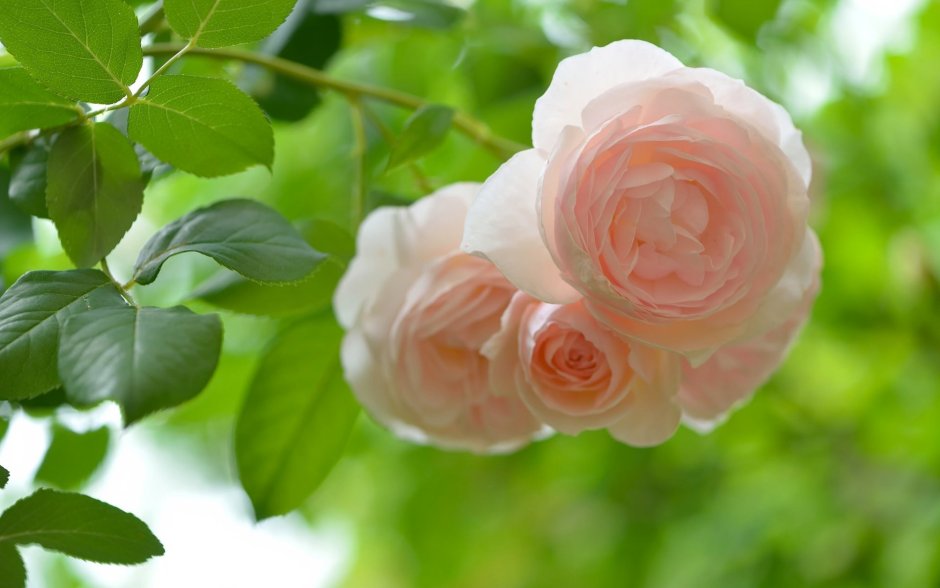 Красивые розы в природе