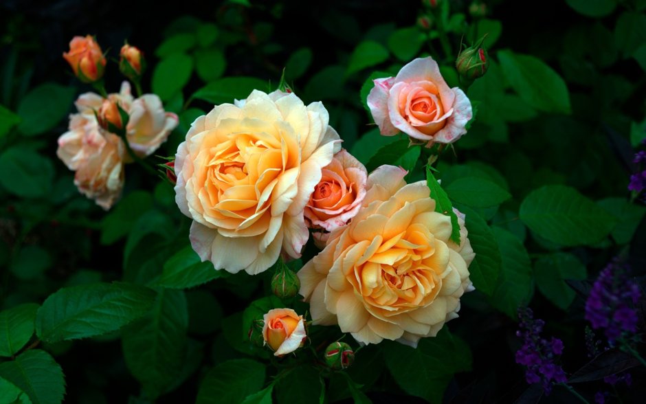 Bella Linda Kiss кустовая роза