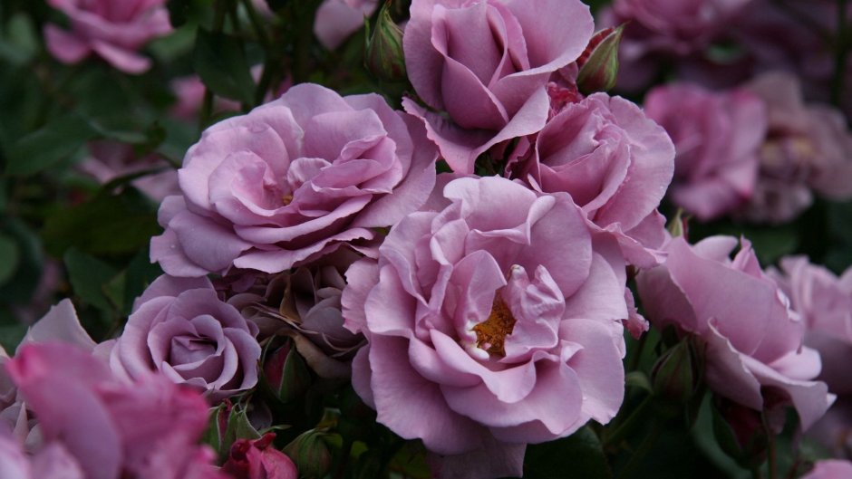 Lilac Topaz роза