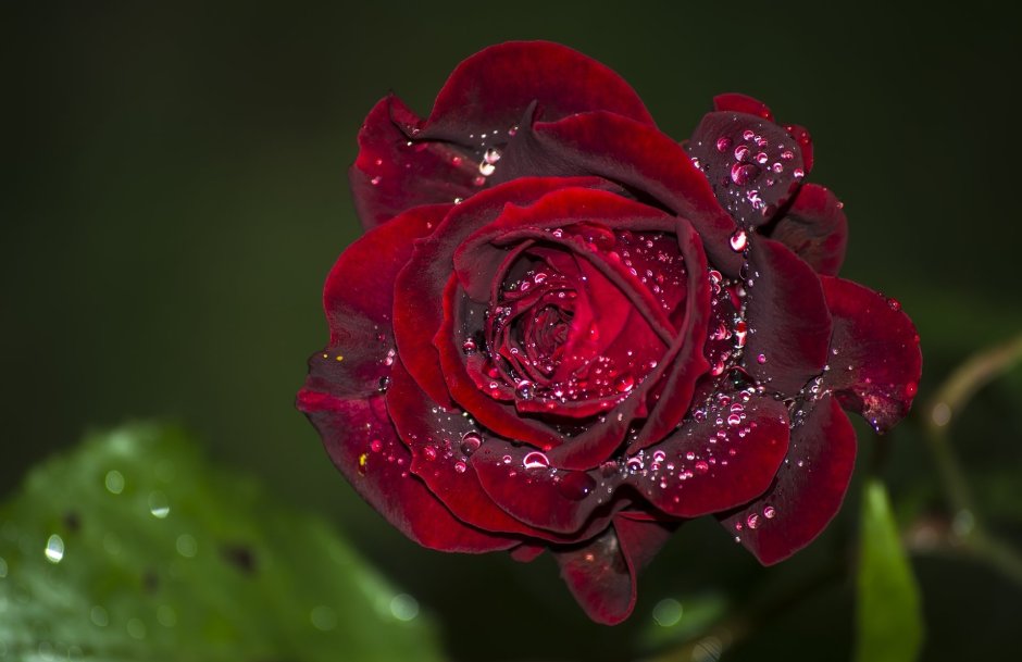 Красная роза с росой