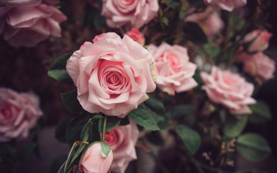 Нежно-розовые розы в природе