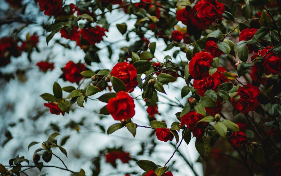 Кусты роза Нобилис