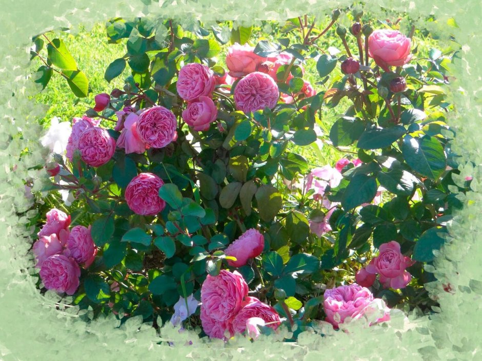 Роза Центифольная столепестковая Анданте