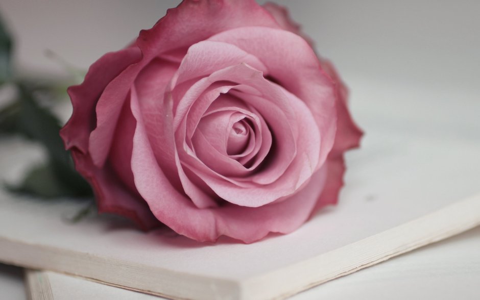 Роза дымчато розовая