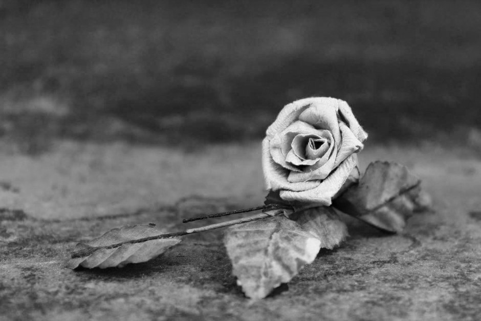 Черно белая роза сухая