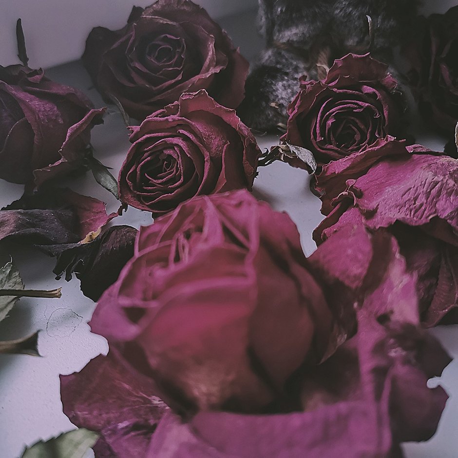 Цвет сухая роза фото