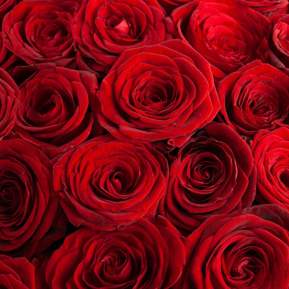 Шикарные бордовые розы