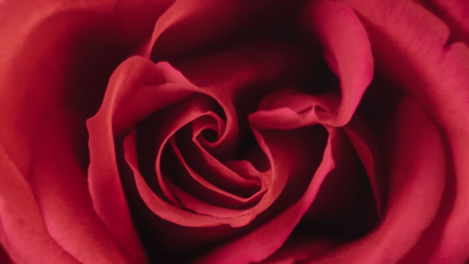 Red Rose Flowers Wallpaper 4k
