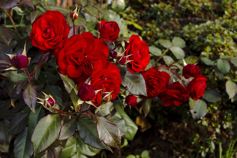 Роза полиантовая красная