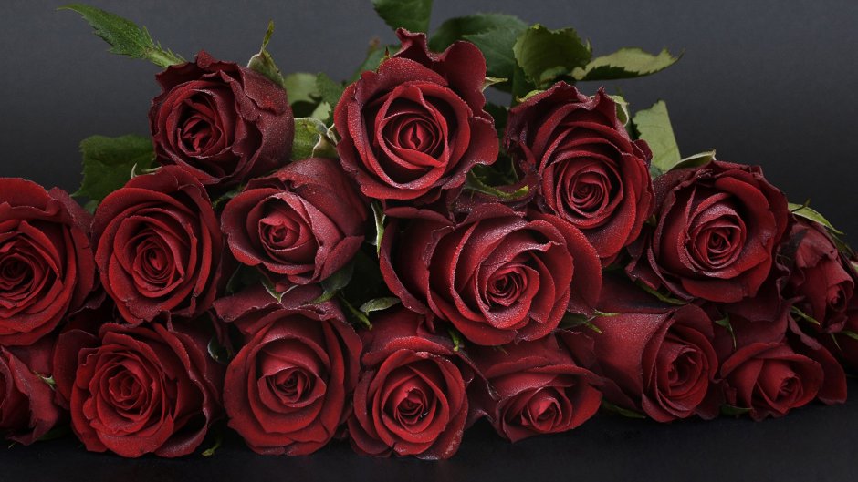 С днем рождения бордовые розы