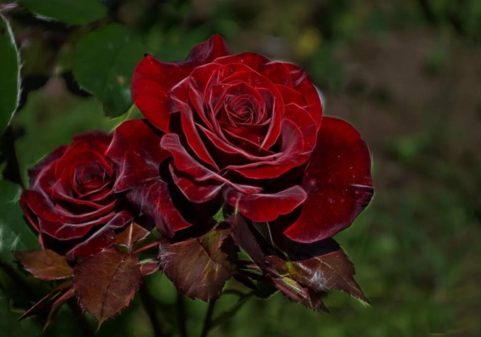 Роза флорибунда бордовая бархатная