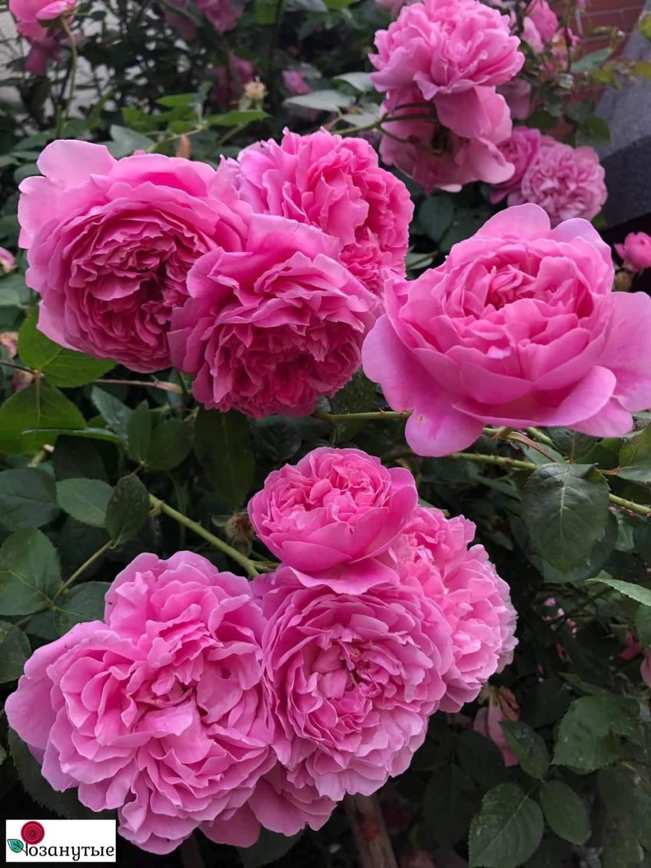 Сорт розы Pushkin