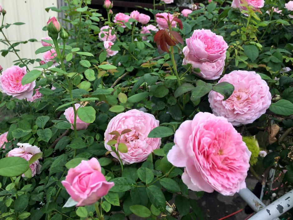 Сорт розы Фридом в саду