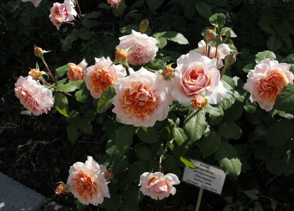 Роза шраб Версайни