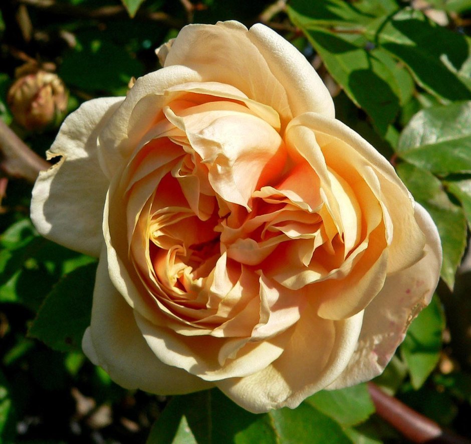 Роза Голден принц