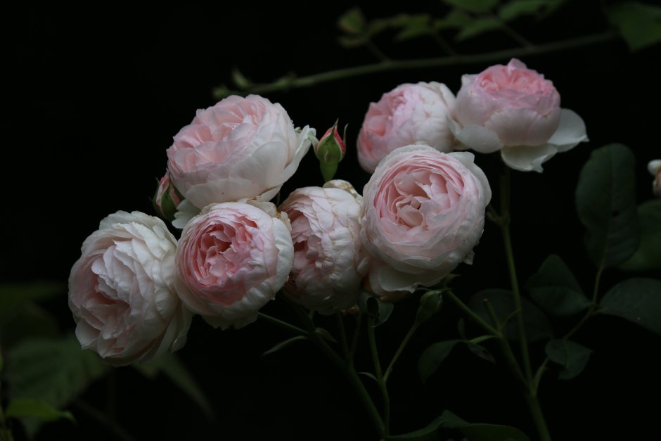 Пионовые розы белые