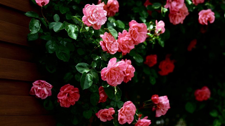 Фон кусты роз