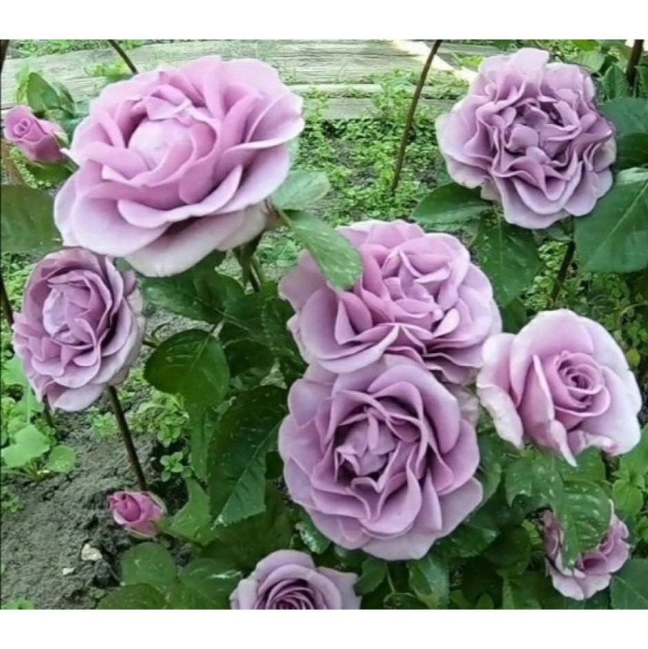 Роза сорт Терра Лимбургия