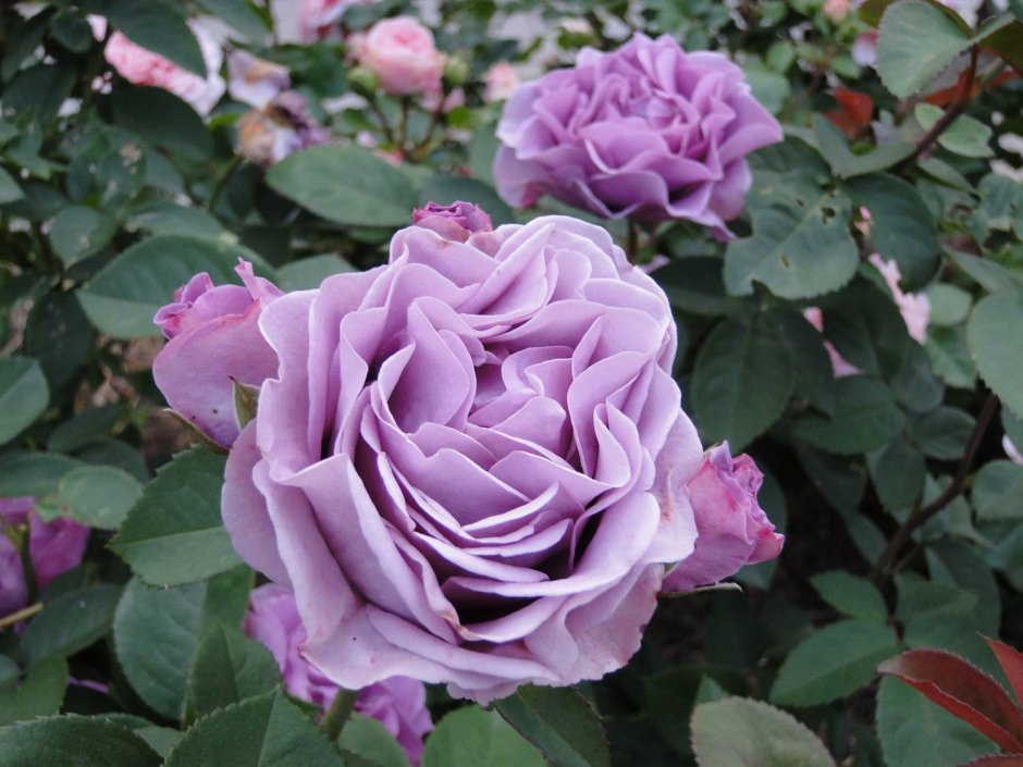Роза Терра Лимбургия / Terra Limburgia (флорибунда)