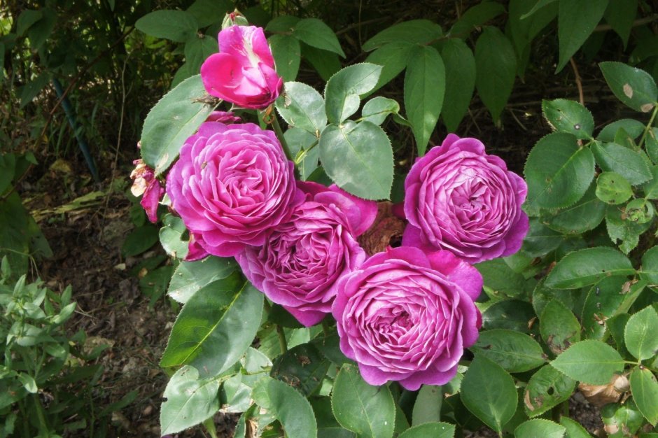 Роза флорибунда Terra Limburgia