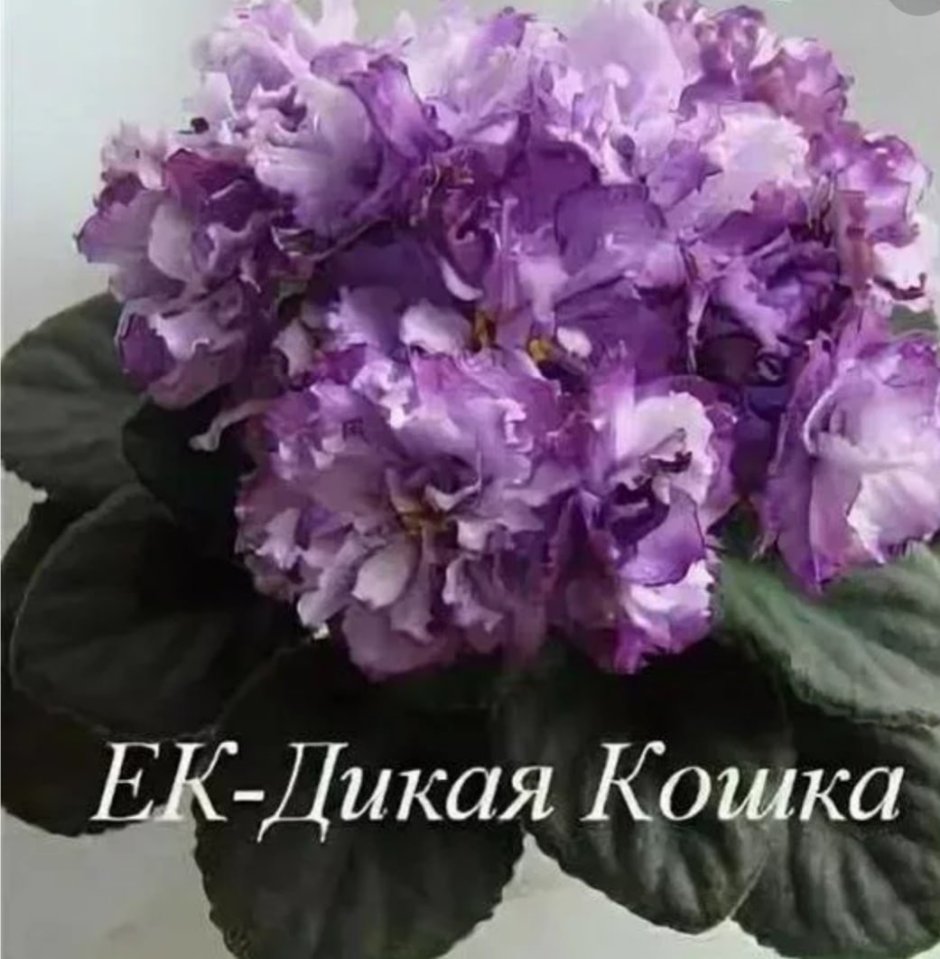 Сенполия Дикая кошка