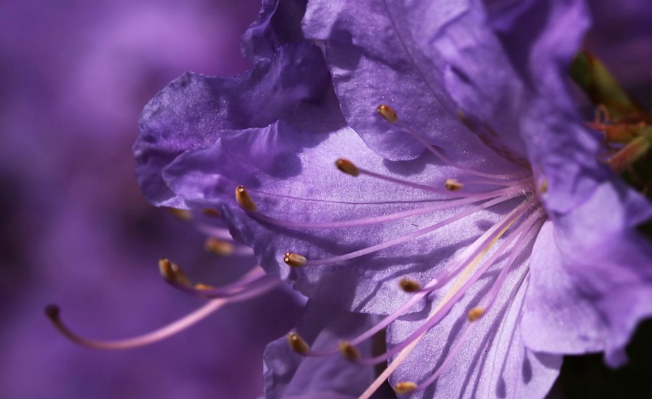 Фиолетовый цветок с длинными тычинками