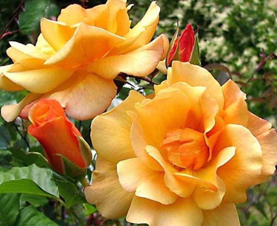 Сорт розы Сансет Сонг
