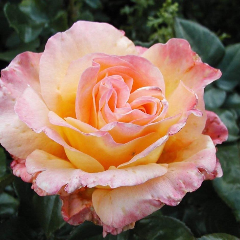 Rosa Alpina розы