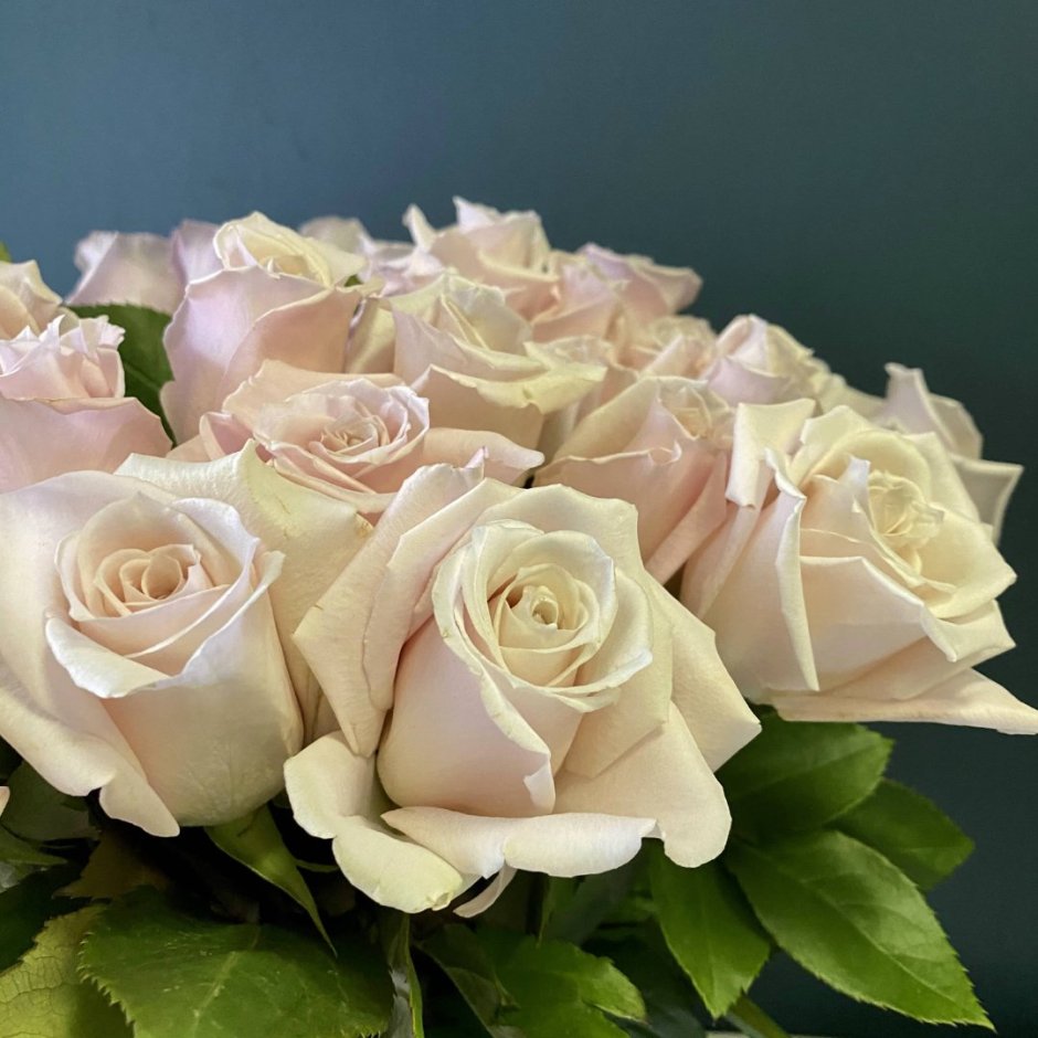 Роза одноголовая — Свит эскимо