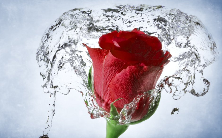 Розы в воде