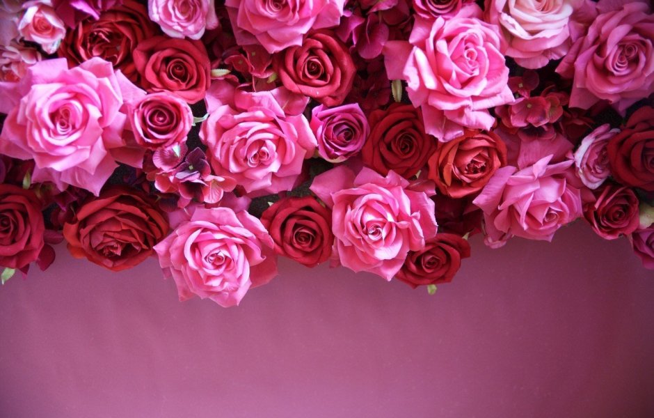 Розовые розы HD