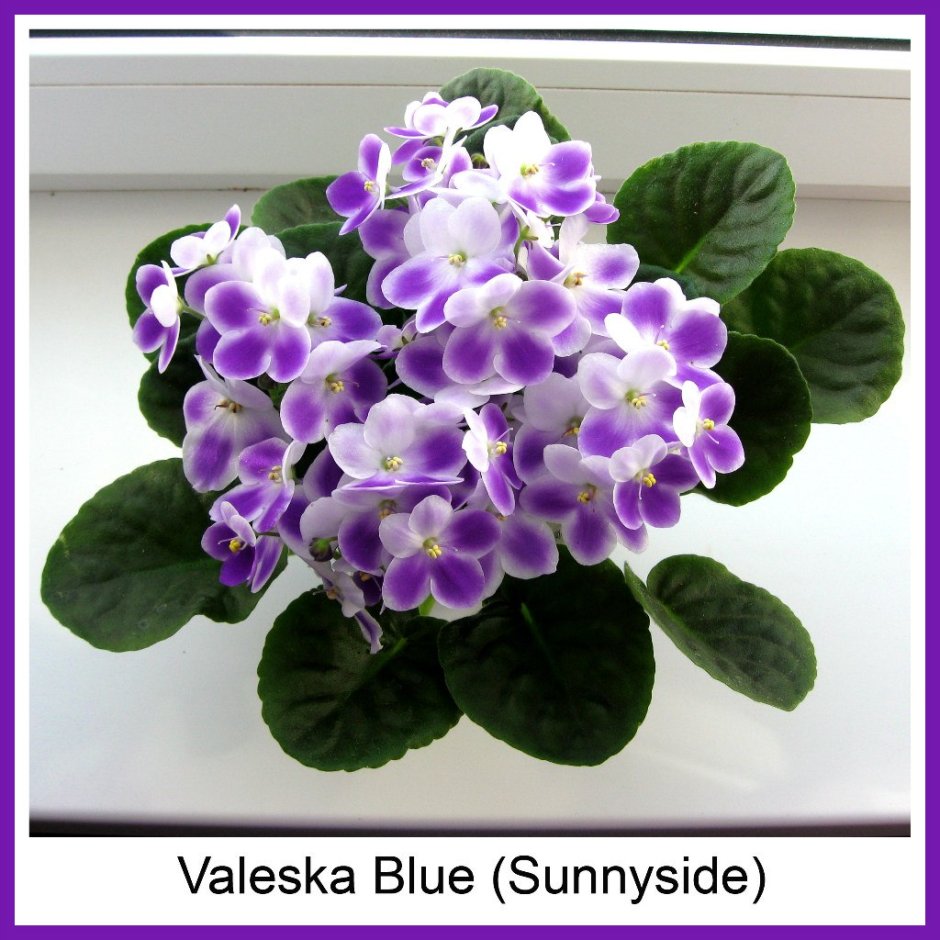 Фиалка Valeska Blue