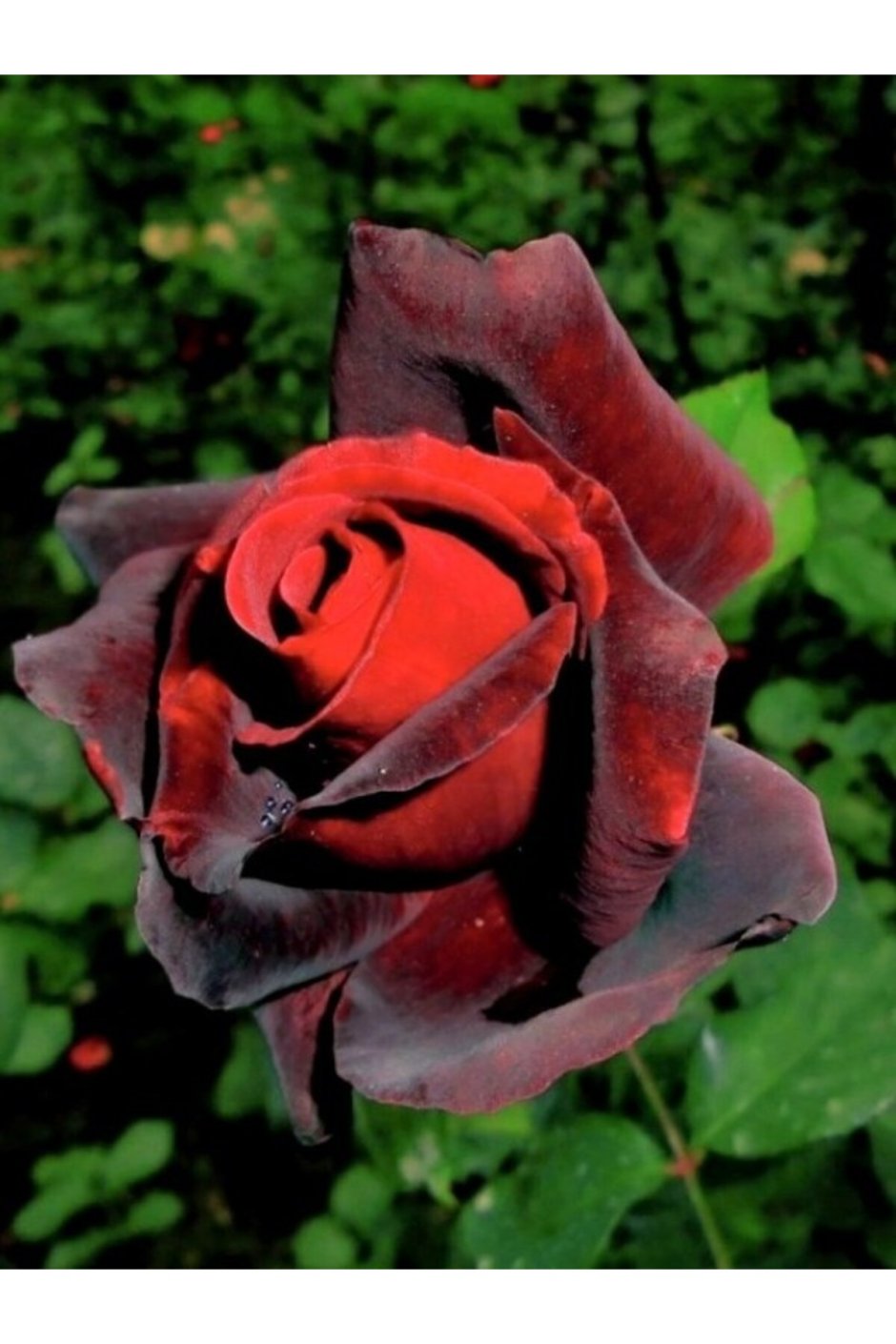 Роза марун