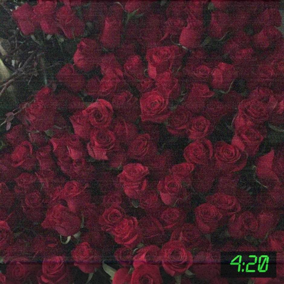 Бордовые розы много