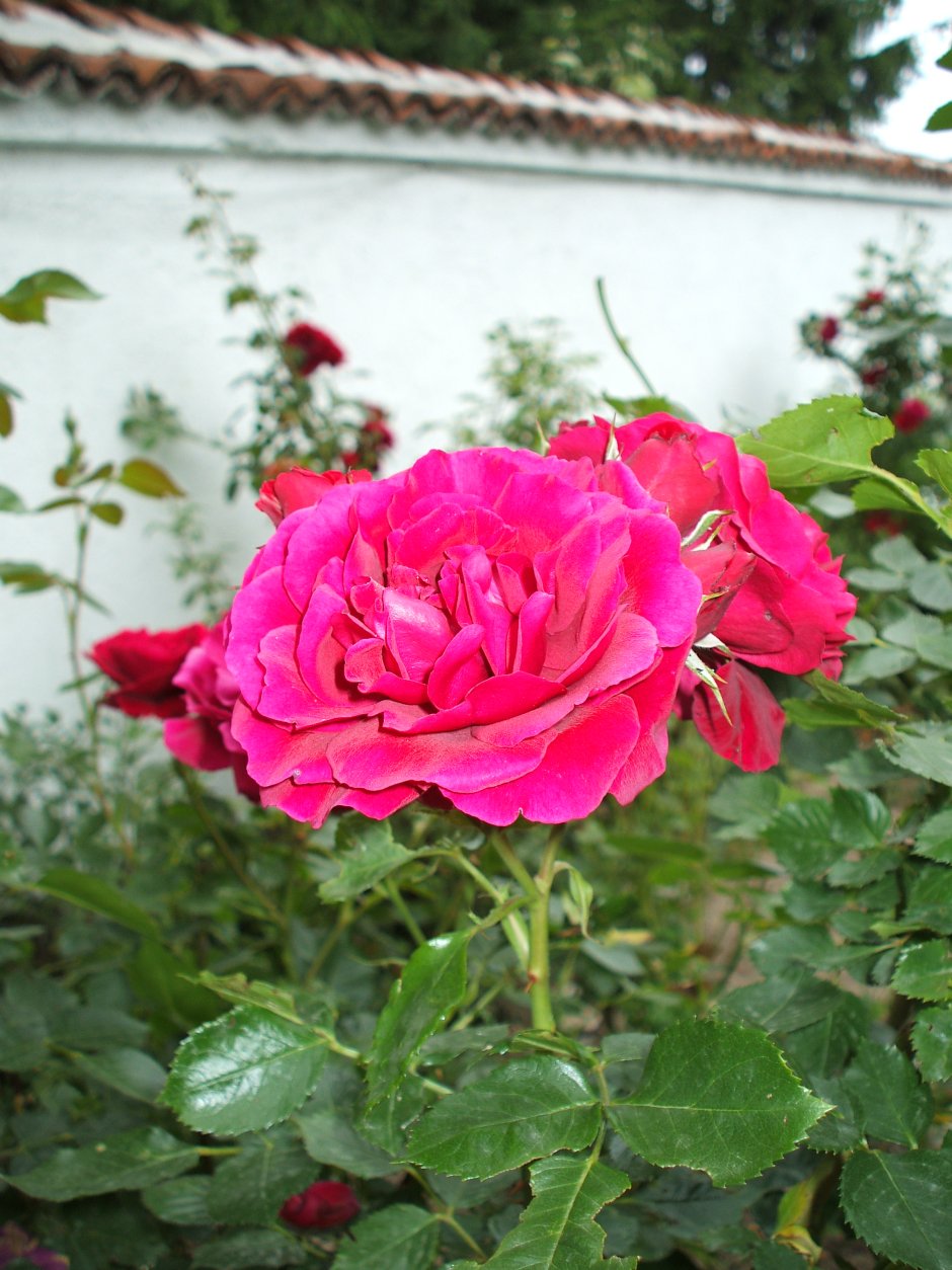 Роза хикенбаши