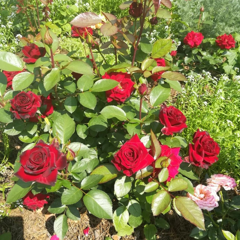 Роза Никколо Паганини галерея роз