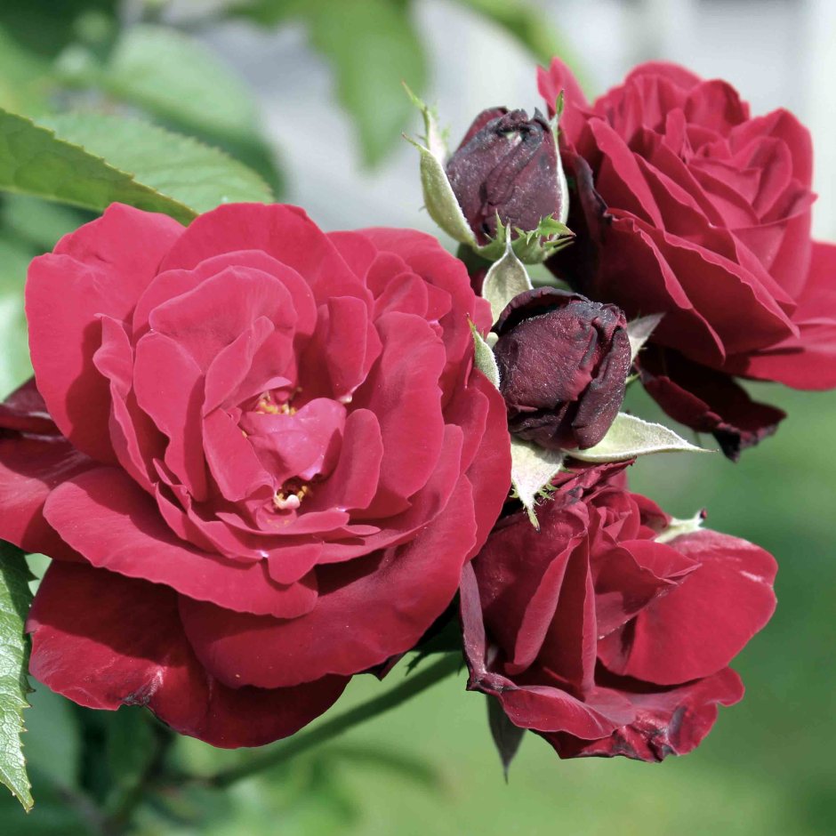 Роза Европеана энциклопедия роз